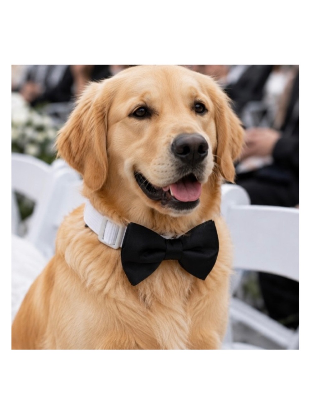 🦋🧑‍🎄 Wedding Formal Tuxedo Satin Bow Tie Dog Collar NWT Large Breeds 14- 20”
